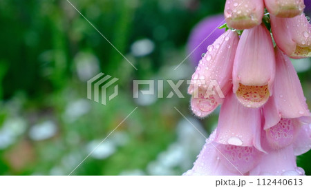 花としずく。雨に濡れた花です。6月の柔らかくて優しい屋外の光です。 112440613