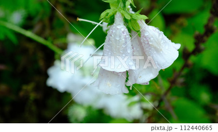 花としずく。雨に濡れた花です。6月の柔らかくて優しい屋外の光です。 112440665