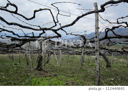 ブドウ棚の枝仕立て 112440691