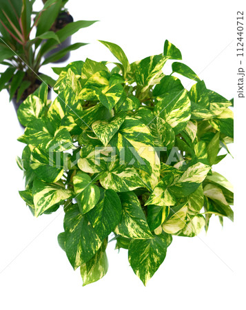 ポトス 112440712