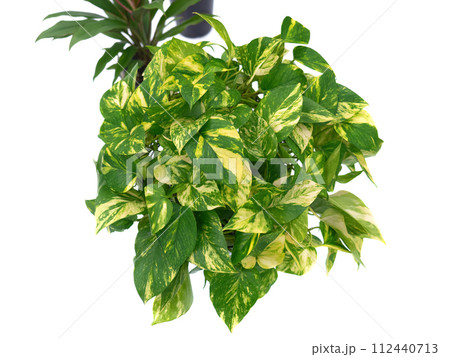 ポトス ポトス 112440713