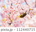 満開のカワヅザクラとメジロ 112440715