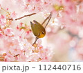 満開のカワヅザクラとメジロ 112440716