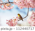 満開のカワヅザクラとメジロ 112440717