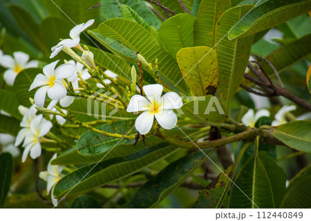 White Frangipani flower Plumeria alba with green leaves 112440849