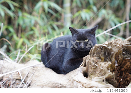 野良猫(黒猫) 野良猫(黒猫) 112441096