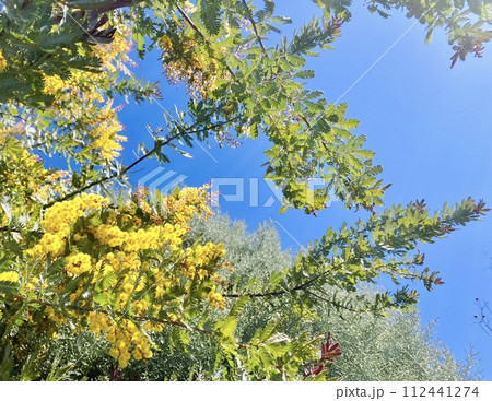 青空に映えるミモザ 青空に映えるミモザ 112441274