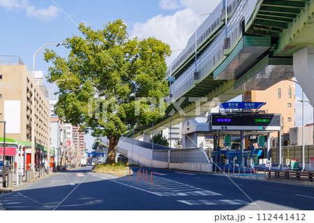 道路の真ん中の巨大クスノキ（愛知県名古屋市東区東片端） 112441412