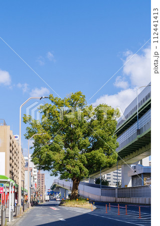 道路の真ん中の巨大クスノキ(愛知県名古屋市東区東片端) 道路の真ん中の巨大クスノキ(愛知県名古屋市東区東片端) 112441413