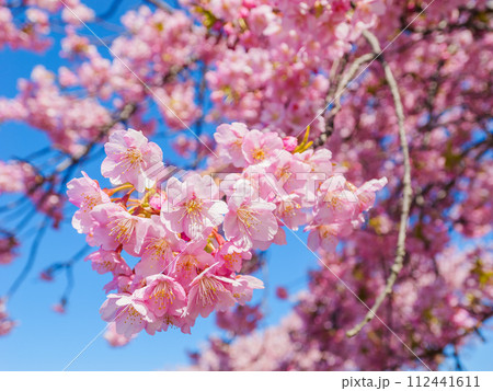 春の満開の桜　花見　河津桜 112441611