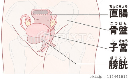斜めから見た子宮の位置　わかりやすい日本語図解イラスト 112441613