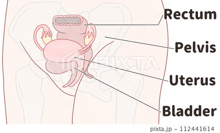 斜めから見た子宮の位置　わかりやすい英語図解イラスト 112441614