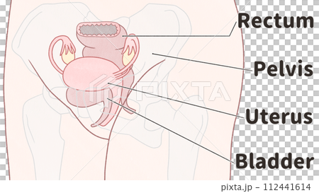 斜めから見た子宮の位置　わかりやすい英語図解イラスト 112441614