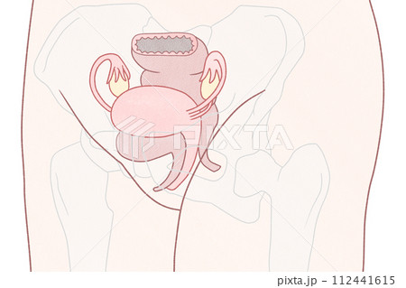 斜めから見た子宮の位置 わかりやすい図解イラスト 斜めから見た子宮の位置 わかりやすい図解イラスト 112441615