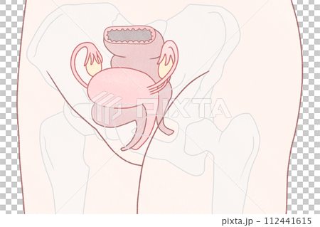 斜めから見た子宮の位置 わかりやすい図解イラスト 斜めから見た子宮の位置 わかりやすい図解イラスト 112441615
