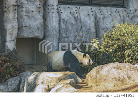 上野動物園 パンダ 上野動物園 パンダ 112441953
