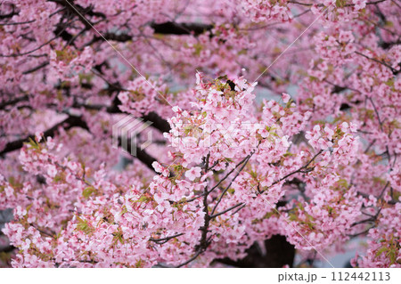 初春の陽光を受けてピンクに輝く河津桜 初春の陽光を受けてピンクに輝く河津桜 112442113
