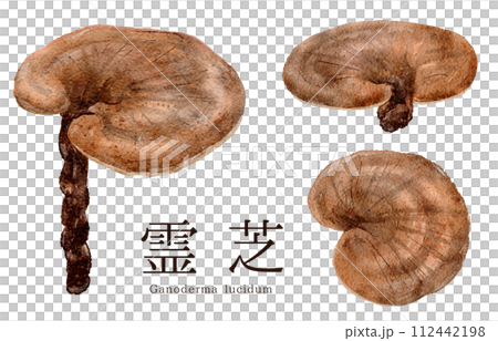 靈芝 (靈芝) 的水彩插圖 112442198