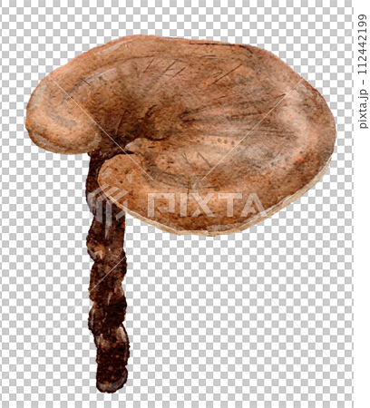 靈芝 (靈芝) 的水彩插圖 靈芝 (靈芝) 的水彩插圖 112442199