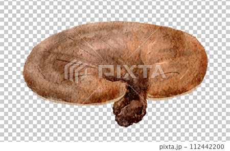 Watercolor illustration of Reishi (Reishi) 112442200