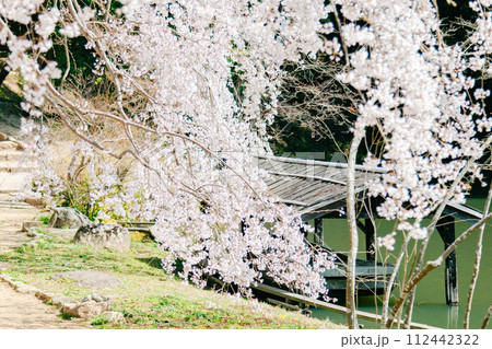 枝垂れ桜のクローズアップ 112442322