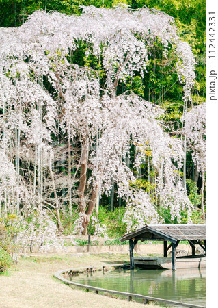 曹源寺の枝垂れ桜|縦構図 曹源寺の枝垂れ桜|縦構図 112442331