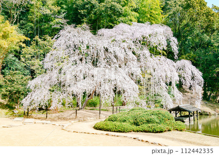 見事な枝垂れ桜|曹源寺 見事な枝垂れ桜|曹源寺 112442335