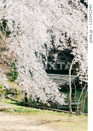 神秘的な枝垂れ桜｜縦位置 112442340