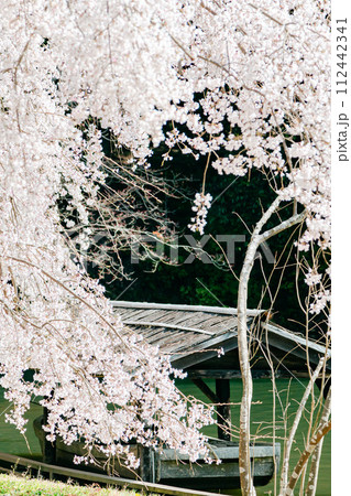 美しい枝垂れ桜｜縦位置 112442341