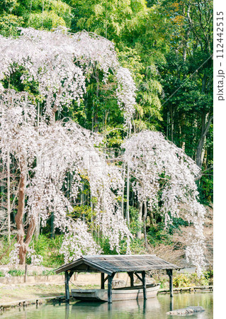満開の枝垂れ桜|曹源寺(縦構図) 満開の枝垂れ桜|曹源寺(縦構図) 112442515
