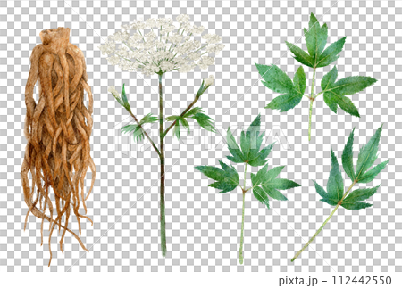 当帰（トウキ）漢方薬の水彩画イラスト 112442550