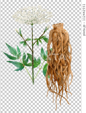 Watercolor illustration of Touki herbal medicine 112442551