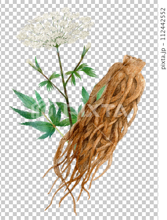 Watercolor illustration of Touki herbal medicine Watercolor illustration of Touki herbal medicine 112442552