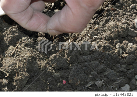 春まきホウレンソウの種まき 112442823