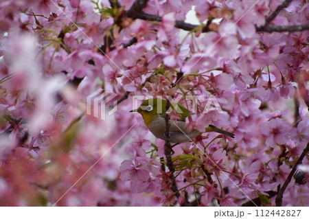満開の河津桜の花をついばむメジロ 112442827