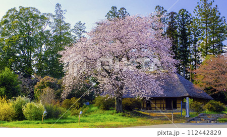 桜咲く古民家 桜咲く古民家 112442829
