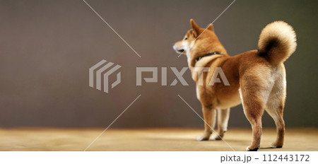 茶色い背景で撮影された柴犬の後ろ姿 112443172