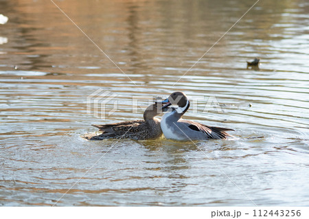 ケンカするオナガガモの夫婦　野鳥　鴨　抗争　ケンカ　戦う　生態　水鳥 112443256
