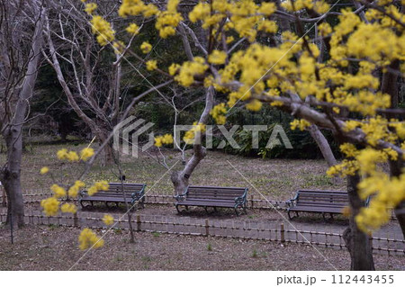 黄色い花と公園のベンチ 112443455