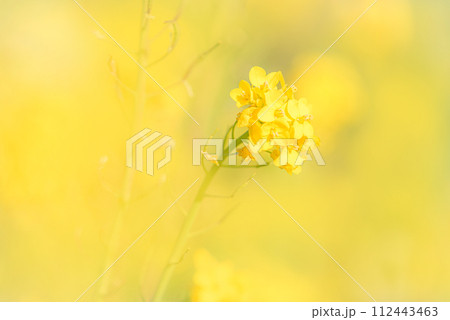 菜の花畑 112443463