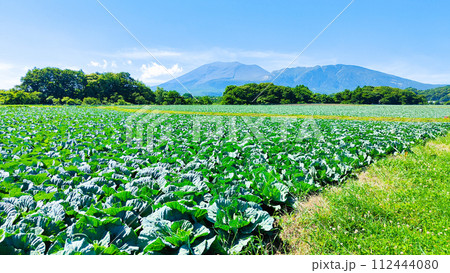 嬬恋村のキャベツ畑（浅間山を望む） 112444080