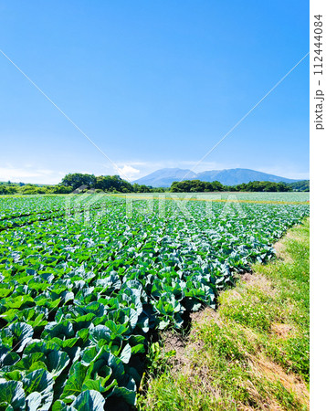嬬恋村のキャベツ畑（浅間山を望む） 112444084