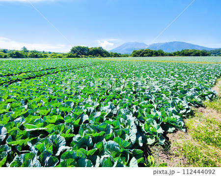 嬬恋村のキャベツ畑（浅間山を望む） 112444092