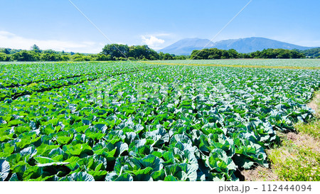 嬬恋村のキャベツ畑(浅間山を望む) 嬬恋村のキャベツ畑(浅間山を望む) 112444094