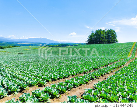 嬬恋村のキャベツ畑 嬬恋村のキャベツ畑 112444249