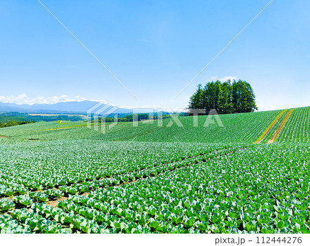 嬬恋村のキャベツ畑 112444276