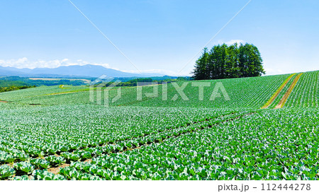 嬬恋村のキャベツ畑 嬬恋村のキャベツ畑 112444278