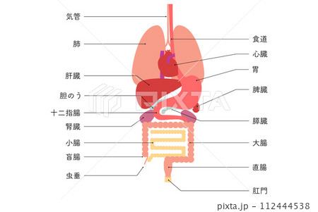 人体の構造図、内臓(臓器)のみのイラスト 人体の構造図、内臓(臓器)のみのイラスト 112444538