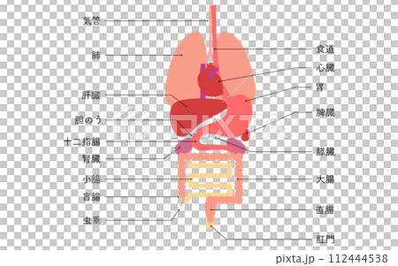 人体の構造図、内臓(臓器)のみのイラスト 人体の構造図、内臓(臓器)のみのイラスト 112444538