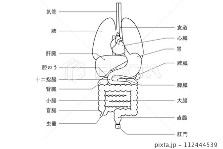 人体の構造図、内臓(臓器)のみのイラスト 白黒の線画 人体の構造図、内臓(臓器)のみのイラスト 白黒の線画 112444539